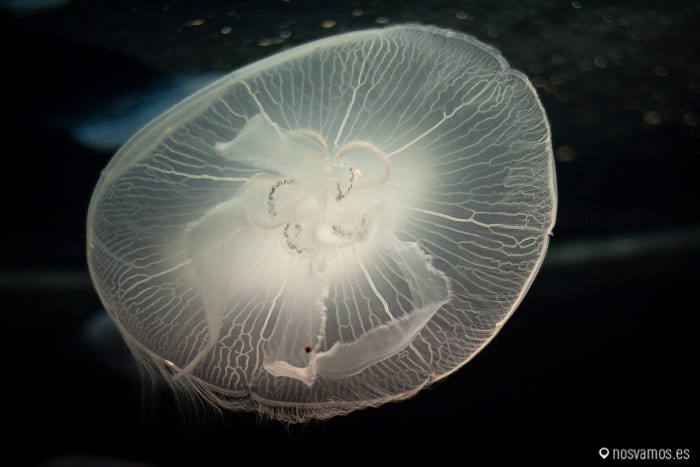 El acuario de medusas es sin duda el más bonito estéticamente — Osaka, Japón