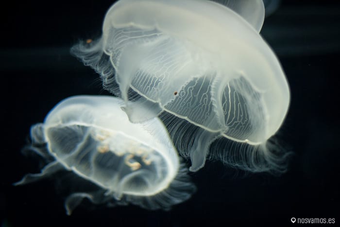 Espectacular el movimiento de las medusas — Osaka, Japón