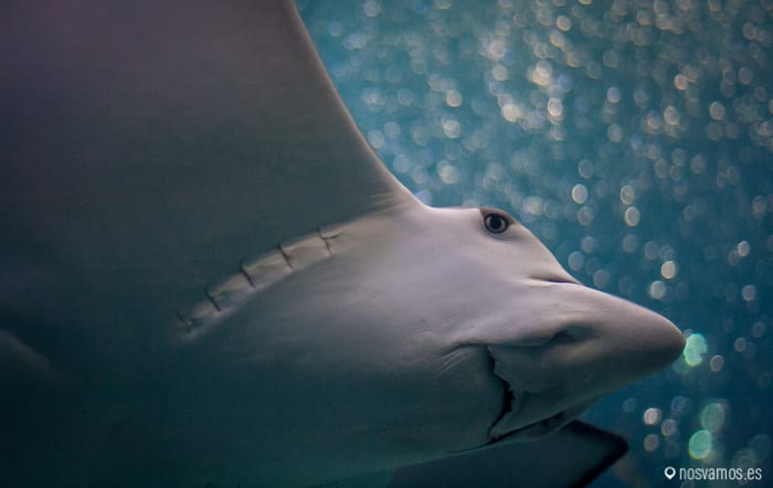 Acuario de Osaka
